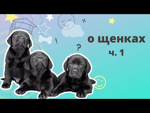 Видео: О щенках часть 1.  Периоды развития от 0 до 3 месяцев. Период социализации. Период страхов