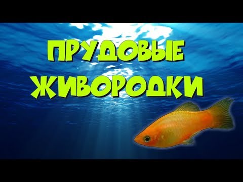 Видео: Прудовые живородки