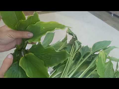 Видео: Уральские хосты, посылка, распаковка. 🪴👍