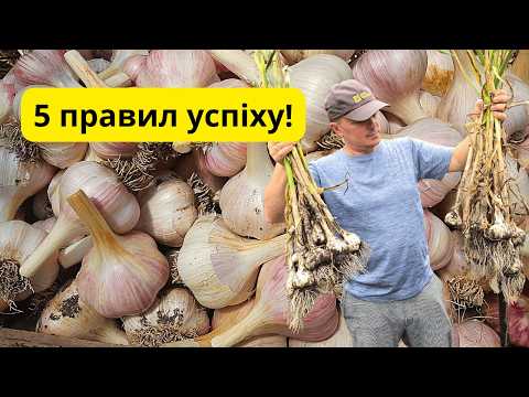 Видео: Як посадити озимий часник для великого врожаю- легко!