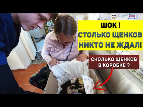 Видео: СКОЛЬКО РОДИЛОСЬ ЩЕНКОВ !? Не поверили ветеринару! Английский Бульдог роды.