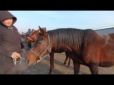 Видео: ЖЫЛКЫ БАЗАР ПРИГОРОДНЫЙ МАЛ БАЗАР БИШКЕК АТТАР БЭЭЛЕР ТАЙ КУЛУНДАР 16/11/24/