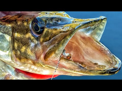 Видео: Що Це Було? Вихід ЩУКИ Та Шалений КЛЬОВ! Жор Щуки!