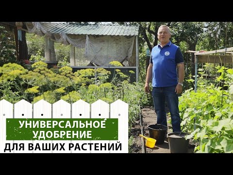 Видео: Доступно и эффективно: Настой куриного помета для подкормки