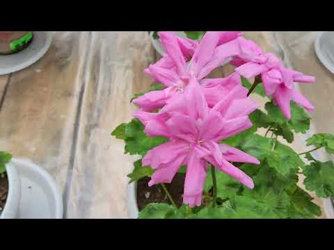 Видео: #621. Обнаружила клеща на пеларгонии,чем обработать!?О горшках,лампах и отоплении,отвечаю на вопросы