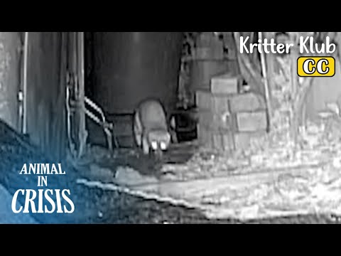 Видео: Что убило цыплят? l Животное в кризисе, эпизод 421