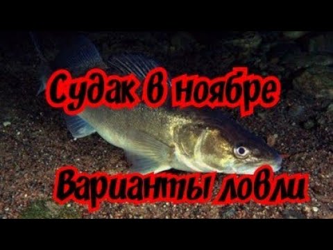 Видео: Как ловить Судака в Ноябре. Варианты ловли ноябрьского судака. Ловля судака в Ноябре.