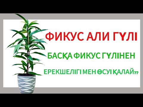 Видео: ФИКУС АЛИ КҮТІМІ/Отырғызудағы қателіктер❌Қандай гүл❓