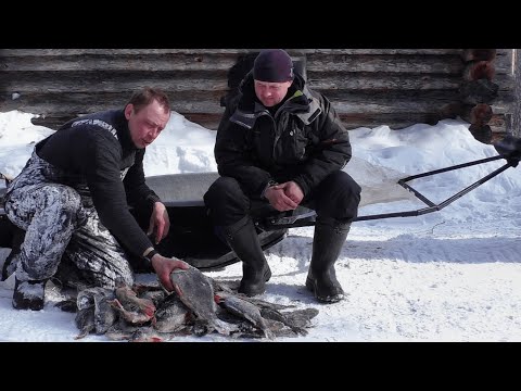 Видео: ТРОФЕЙНЫЕ ОКУНИ ПРОСТО НАДОЕЛИ. Зимняя рыбалка в ХМАО