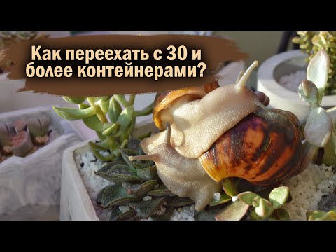 Видео: ПЕРЕЕЗД 1 ЧАСТЬ | КАК ПЕРЕВОЗИТЬ УЛИТОК В МИНУСОВУЮ ТЕМПЕРАТУРУ?