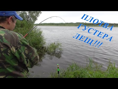Видео: РЫБАЧИМ ДАЛЕКО ОТ ДОМА! Поймали ЛЕЩА, ПЛОТВУ, КРУПНУЮ ГУСТЕРУ И ...