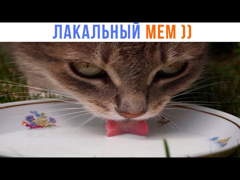 Видео: ЛАКАЛЬНЫЙ МЕМ ))) Не все поймут) | Приколы с котами | Мемозг 1440