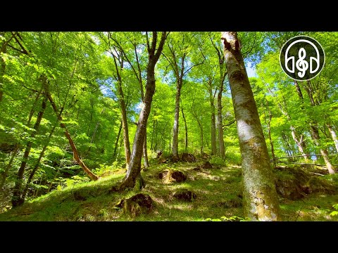 Видео: Весенний горный лес. Расслабляющее пение птиц для релаксации, медитации и сна.