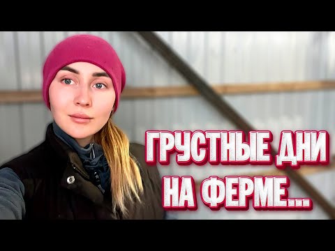 Видео: Чёрная полоса. Потеря животных. Самый сложный видеоролик для нас. Молодая Ферма
