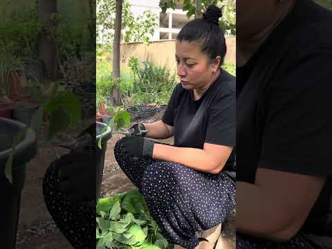 Видео: Гортензия кучатини купайтириш