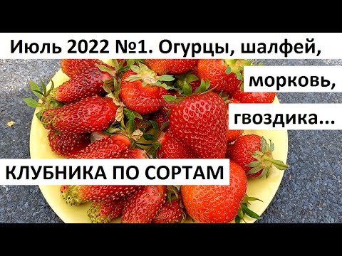 Видео: Июль 2022 №1. Клубника по сортам. Уход за огородом и сбор урожая в июле.