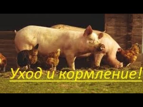 Видео: Уход и кормление хряка и супоросных свиноматок