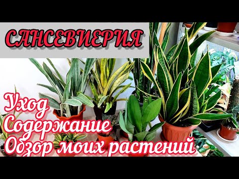 Видео: САНСЕВИЕРИИ /ОБЗОР МОИХ РАСТЕНИЙ