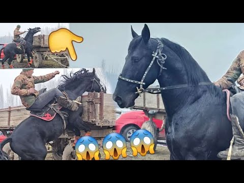 Видео: Кара Куш Сатылды🔥