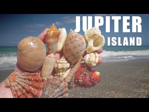Видео: Красочные ракушки с острова Юпитер - залива Хоуб!