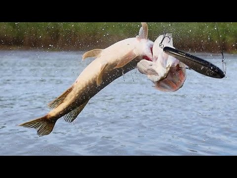 Видео: Рыбалка Кизляр Щука сошла с ума