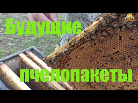 Видео: Развитие отводка сжатым гнездом