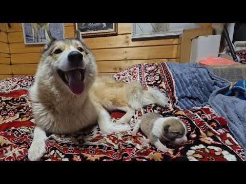 Видео: Щенка забрал домой 