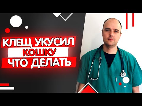 Видео: Кошку укусил клещ что делать симптомы последствия