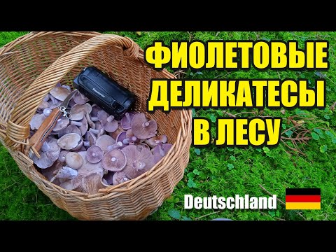 Видео: Фиолетовые рядовки - сезон пошел! Грибы Германии 2025