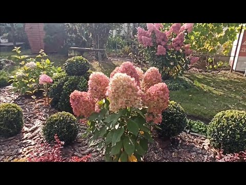 Видео: 💁 После такой осенней обрезки гортензий они просто огромные 😳🌼🌼🌼