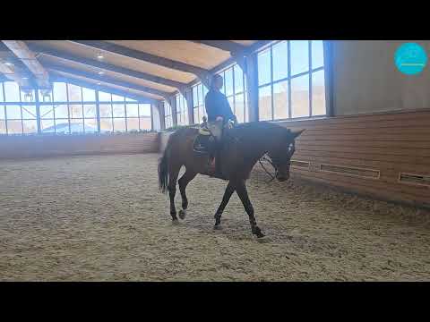 Видео: Конкурная тренировка, тренер МСМК Толкумбеков Асет, КСК Харагун, Алматы, 07-01-2024