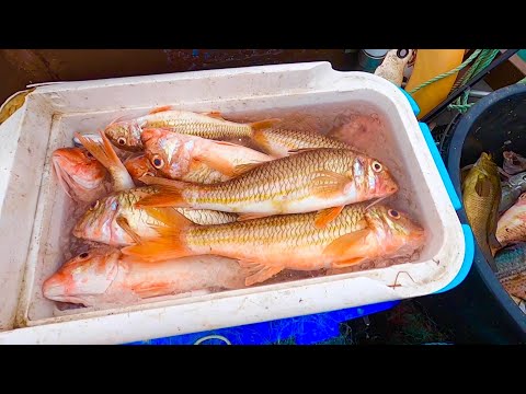 Видео: Коммерческий лов красной кефали — гигантский осьминог в ловушках для омаров!