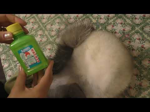 Видео: Как привести в порядок старую шапку? Как почистить шапку?