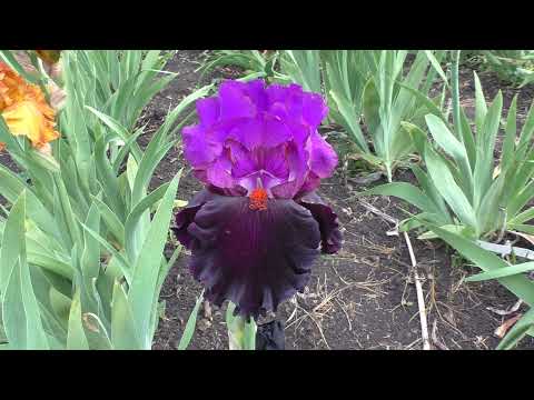 Видео: Цветение ирисов 2021 год. Коллекция Гречишниковой Татьяны Александровны.