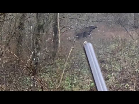 Видео: Охота на лося !Очередной точный выстрел и хорошая работа лаек 🤝