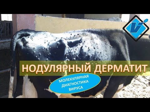 Видео: Нодулярный дерматит КРС - молекулярная диагностика вируса в РФ