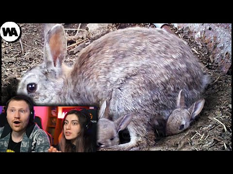 Видео: Вот Почему Детство Кроликов Такое Ужасное | РЕАКЦИЯ на WATOP