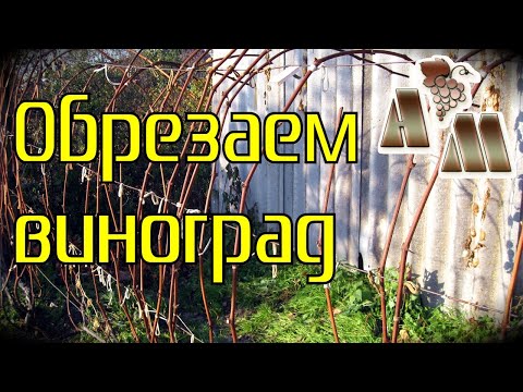 Видео: 🍇 Предварительная обрезка винограда. Как определить, вызрела ли лоза?