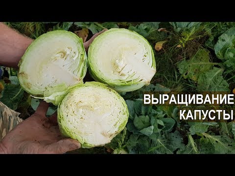 Видео: Выращивание капусты в КФХ Андрея Никитина