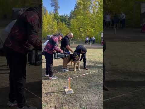 Видео: Банхар Элгиз на выставке в Тольятти 2023 #банхар, #алабаи, #собака, #germanshepherd, #овчарка