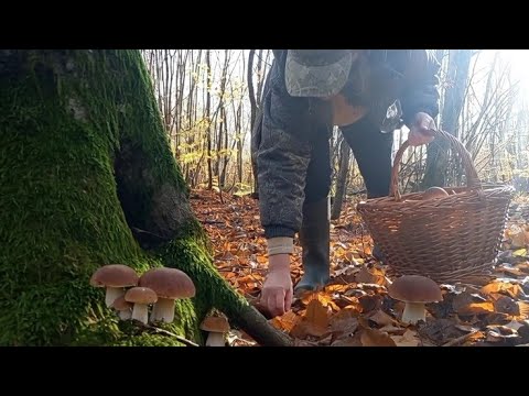 Видео: Ото ПОВЕЗЛО 😲 Натрапив на Грибну Поляну в Середині Листопада.. Чудова емоційна грибалка