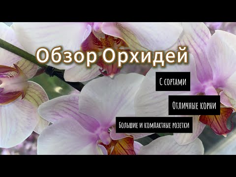 Видео: ОБЗОР ОРХИДЕЙ В ЛЕРУА МЕРЛЕН (Лемана ПРО) Сортовые Орхидеи С Маркированными Горшками