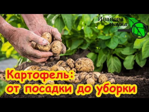 Видео: КАРТОФЕЛЬ ОТ А ДО Я: самая простая технология выращивания картофеля. ВСЁ, ЧТО НУЖНО ЗНАТЬ ДЛЯ УРОЖАЯ