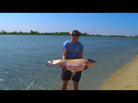 Видео: ДИКИЙ АМУР ГИГАНТ 20+  !!! ДОН 2022 !!!