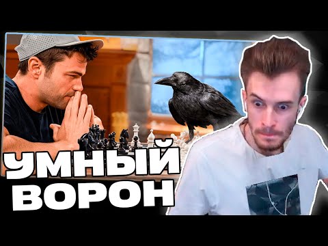 Видео: Заквиель УДИВЛЕН от самого УМНОГО ВОРОНА | Реакция на Mark Rober | Нарезка Заквиеля