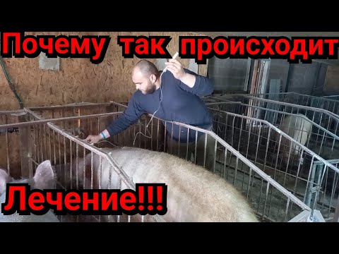 Видео: ⛔️Почему Свиноматки падают на ноги❓️ Вот вам совет как лечить❗️