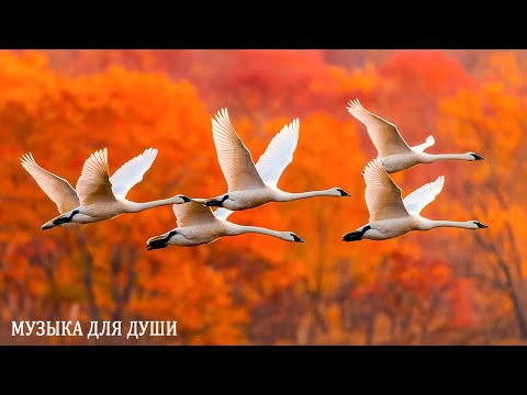 Видео: ТАКОЙ МУЗЫКИ ТЫ ЕЩЕ НЕ СЛЫШАЛ! 1 Ч ВОЛШЕБНАЯ МУЗЫКА ДЛЯ ОТДЫХА И РЕЛАКСА 💓музыка Сергея Грищука.