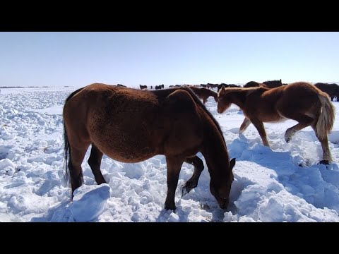 Видео: ОБЗОР ЖЕРЁБЫХ КОБЫЛ,ЖЕРЕБЦОВ И ГОДОВАЛЫХ ЖЕРЕБЯТ. | ТРУДНЫЙ МАРТ, МНОГО СНЕГА, НЕТ ТЕПЛА, ЗИМА.