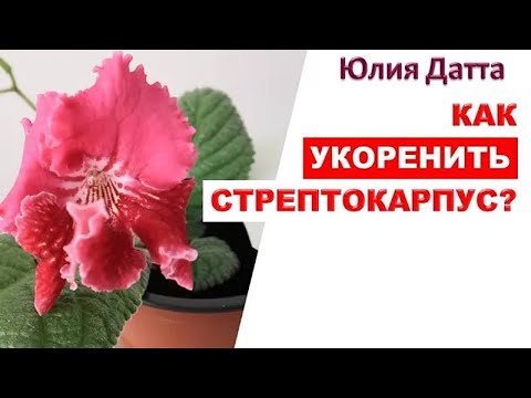 Видео: Размножение стрептокарпусов, успех 99%  Как укоренить стрептокарпус  Юлия Датта