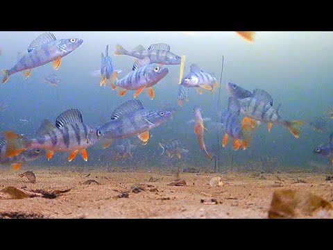 Видео: Главный секрет поиска окуня
